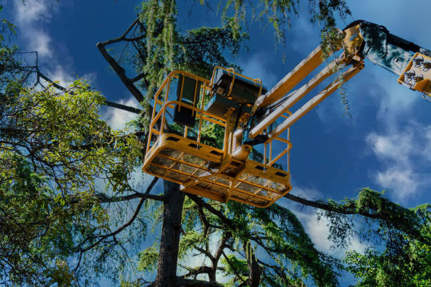 How Our Tree Care Process Works  in South Apopka, FL